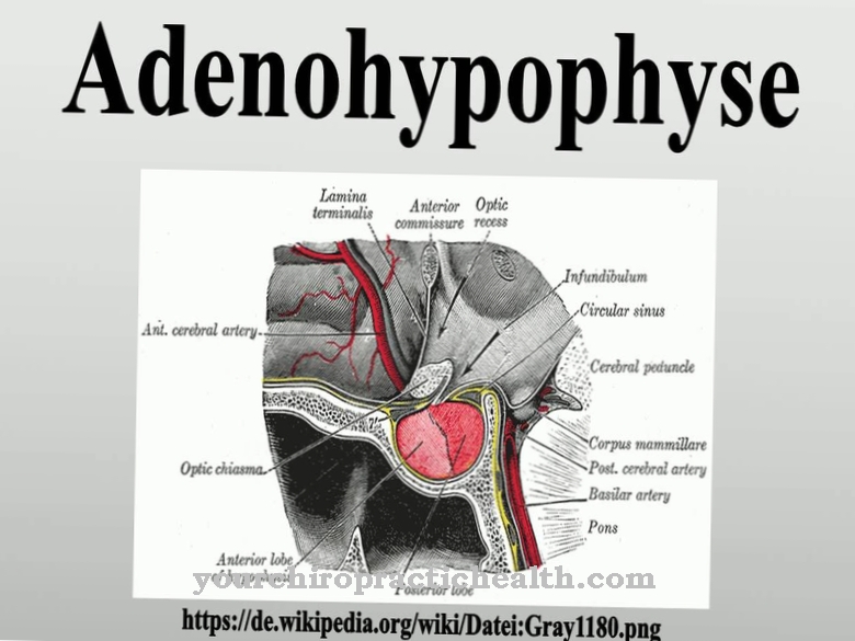 Adenohypophysis