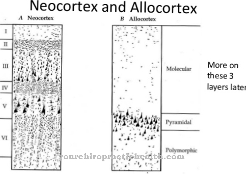 Allocortex