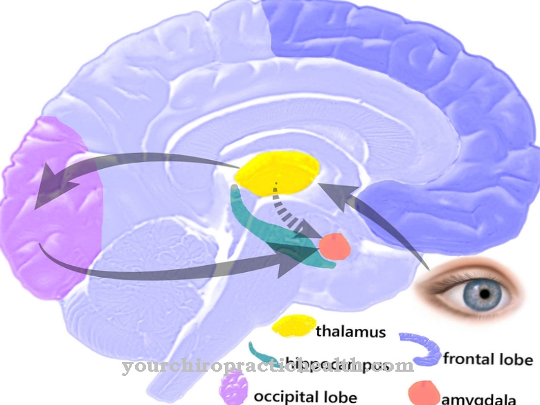 Amygdala