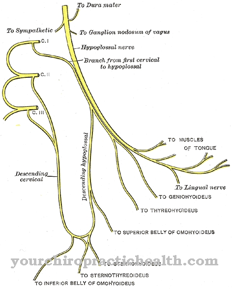 Ansa Cervicalis