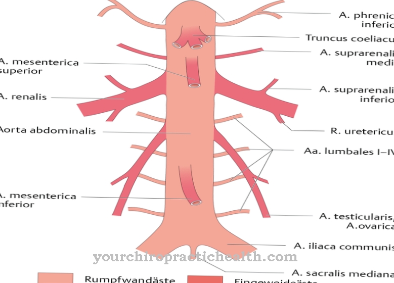 Abdominal aorta