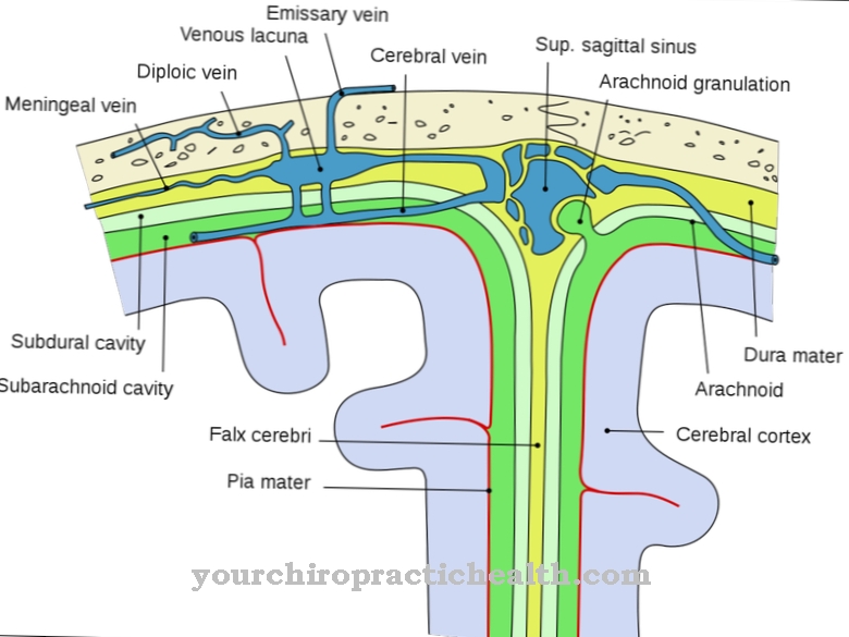 Arachnoid mater