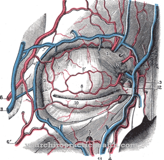 Kotna arterija