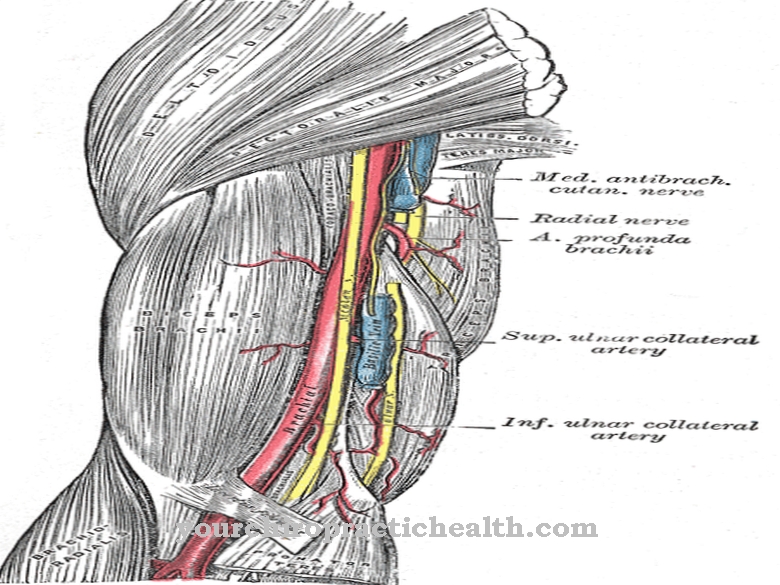 Brachial artery