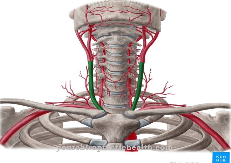 Common carotid artery