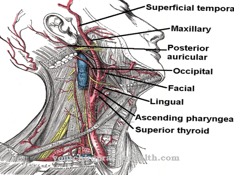 Arteri karotis eksternal