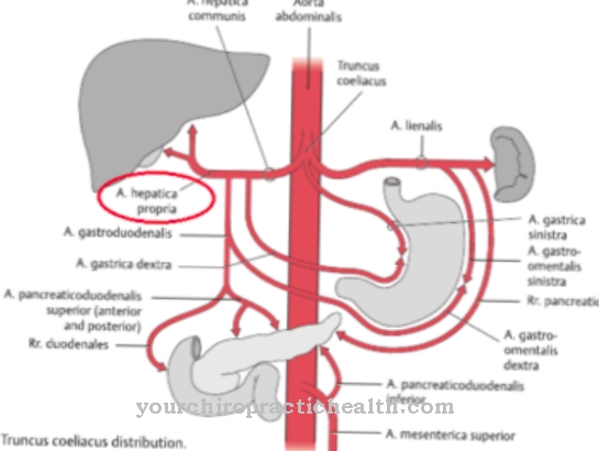 Common hepatic artery