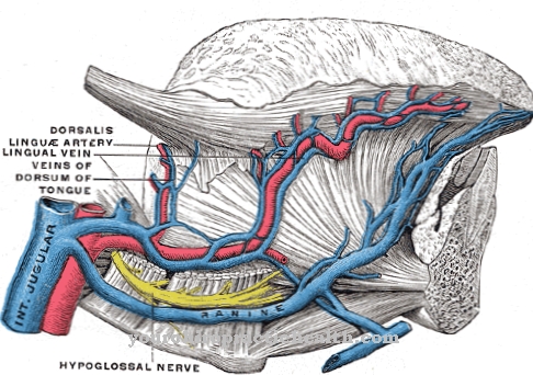 Arteria linguale