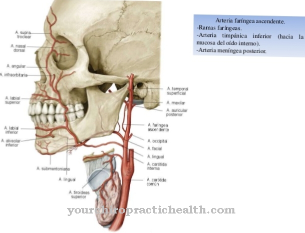 Posterior meningeal artery