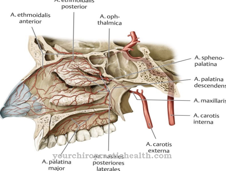 Arteri palatina naik