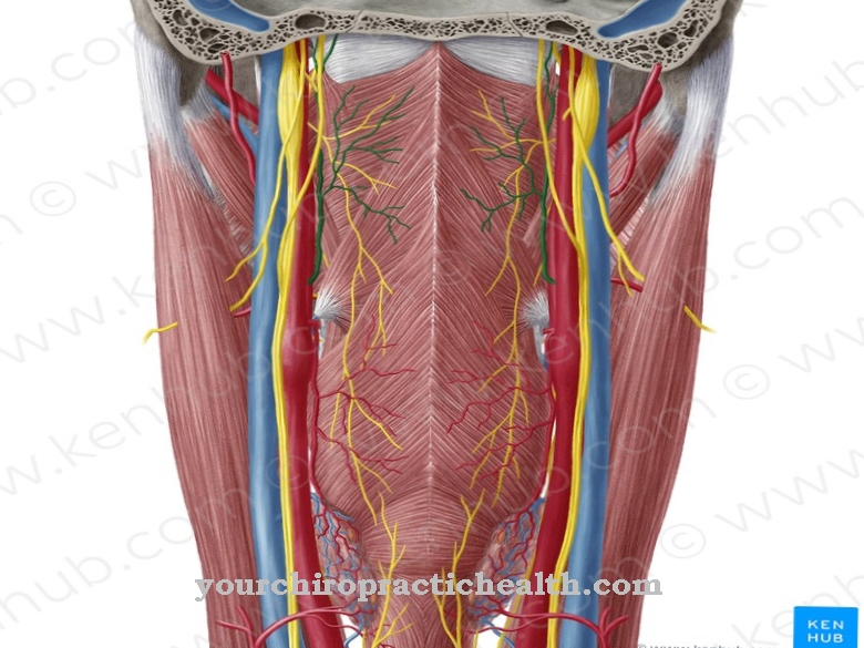 Ascending pharyngeal artery