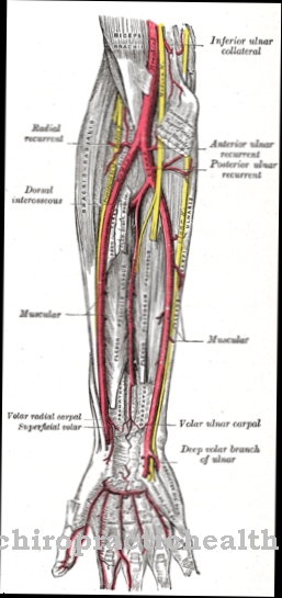 Arteria radial