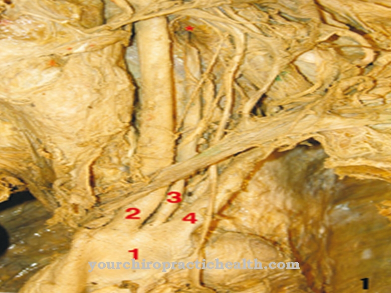 Subclavian arterie