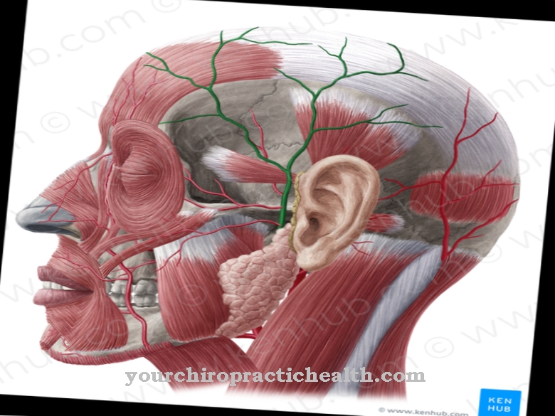 Superficial temporal artery