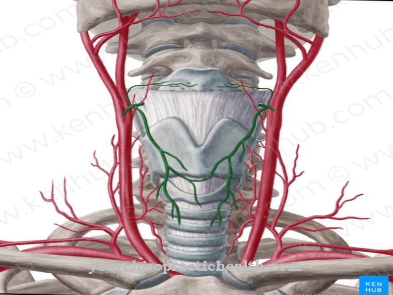 Superior thyroid artery