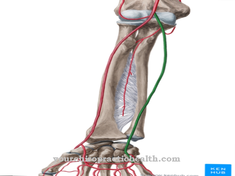 Artéria ulnar