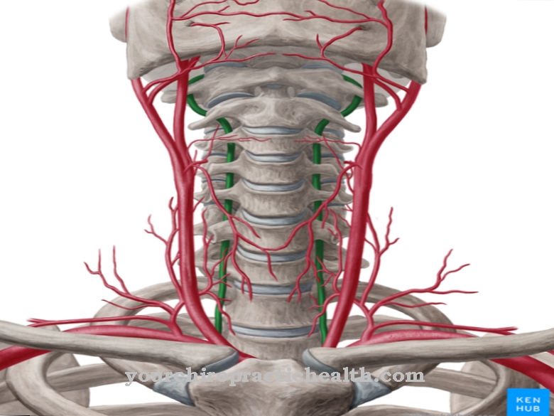 Arteria vertebrale