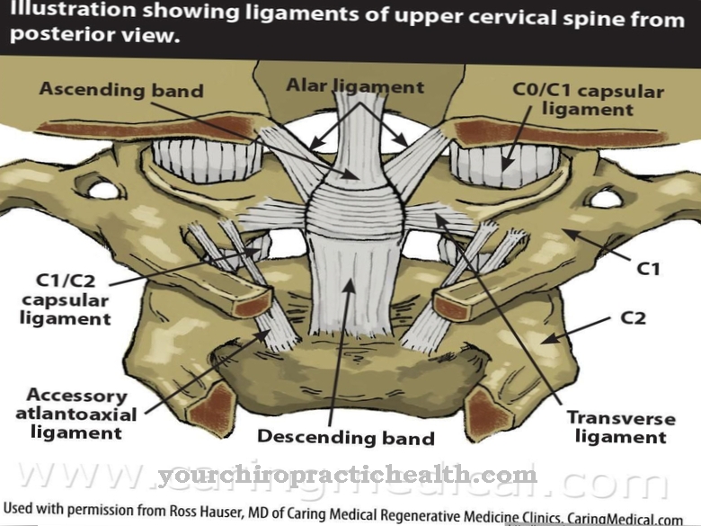 Atlanto-occipital joint