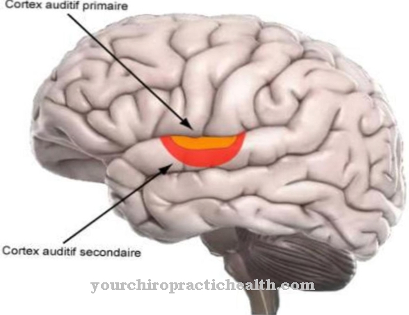 Auditory cortex