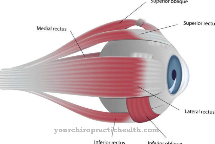 Eye muscles