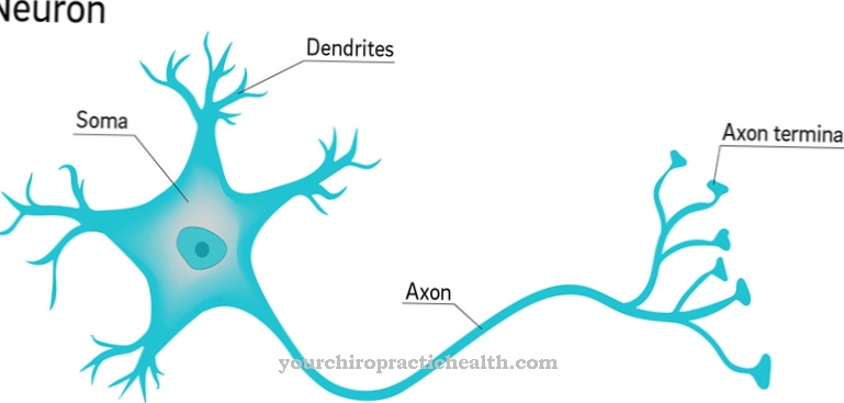 Axon