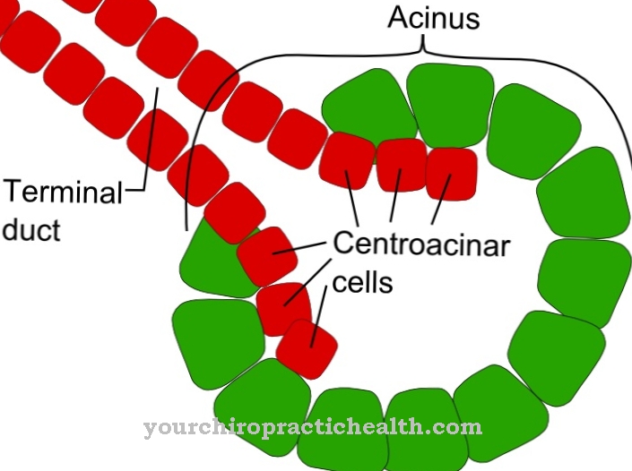 Acinar