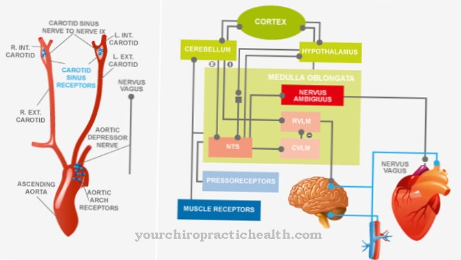 Baroreceptor