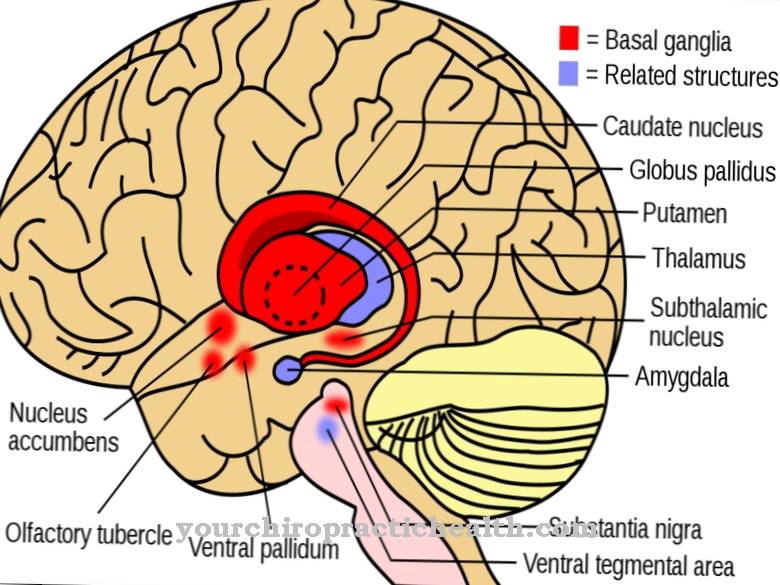 Bazal ganglion