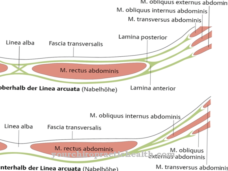 Abdominal wall