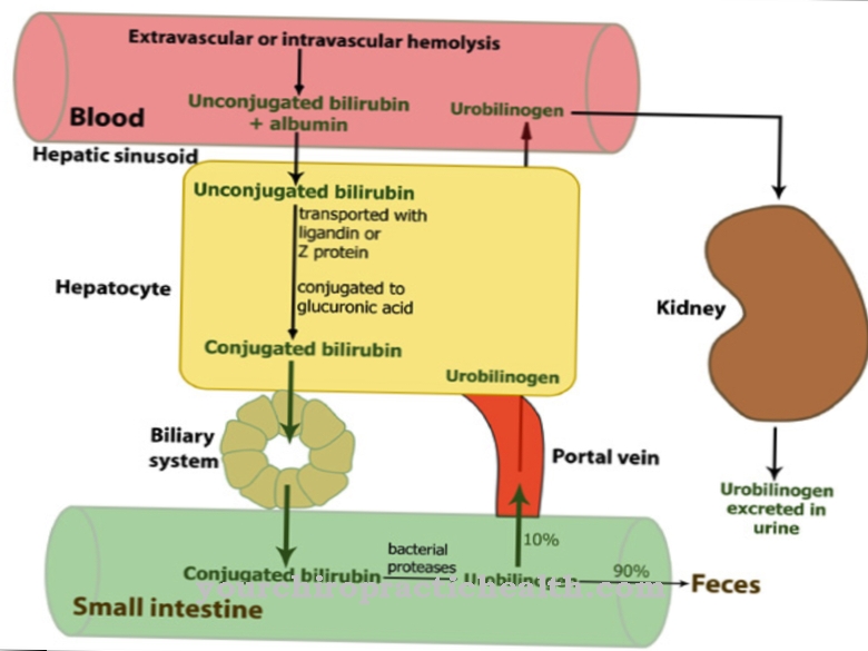 Bilirubin