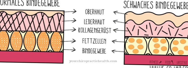 connective tissue