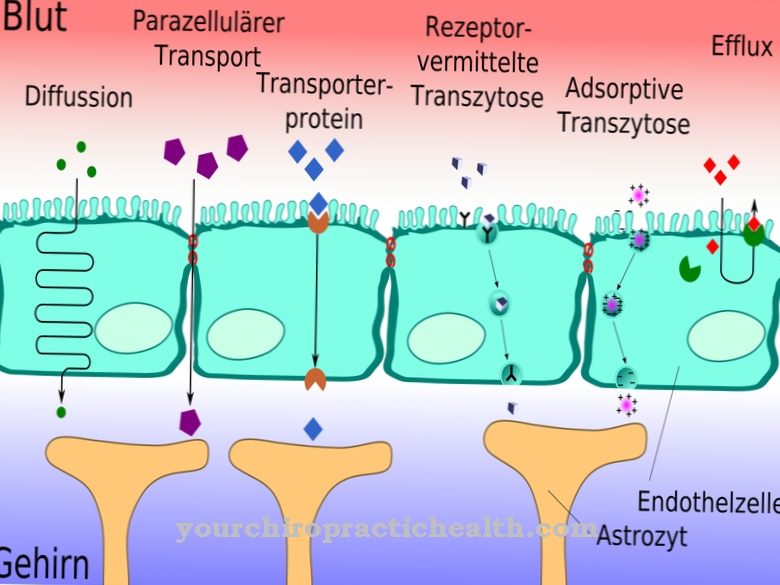 Blood-brain barrier