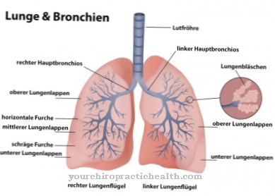 Bronchi