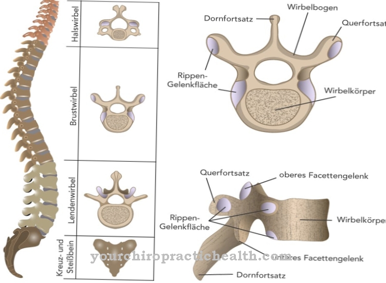 Thoracic vertebrae