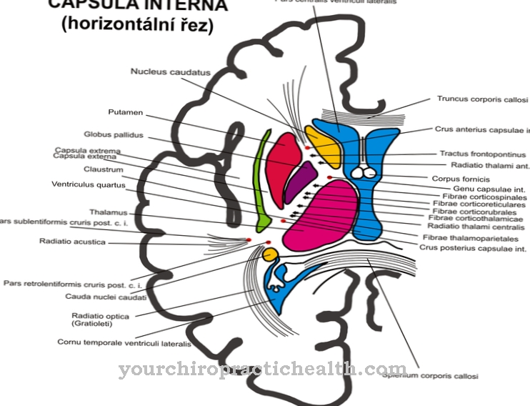 Internal capsule