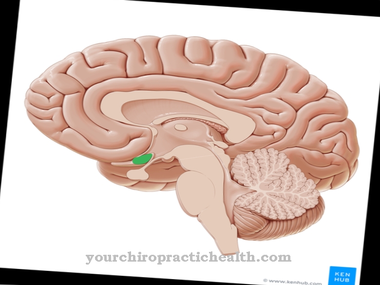 Optic chiasm