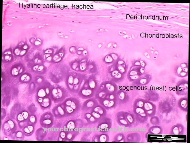 Chondroblast