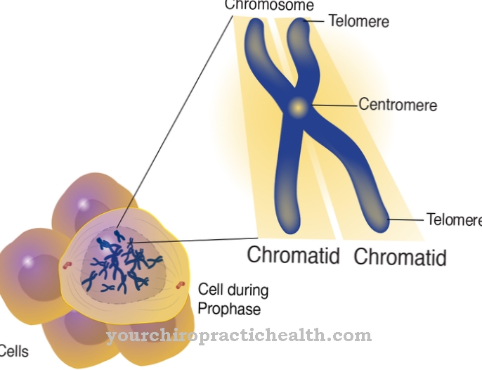 Chromatid