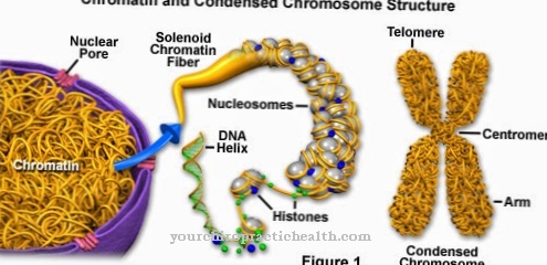 Chromatin