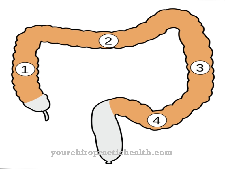 Sigmoid colon