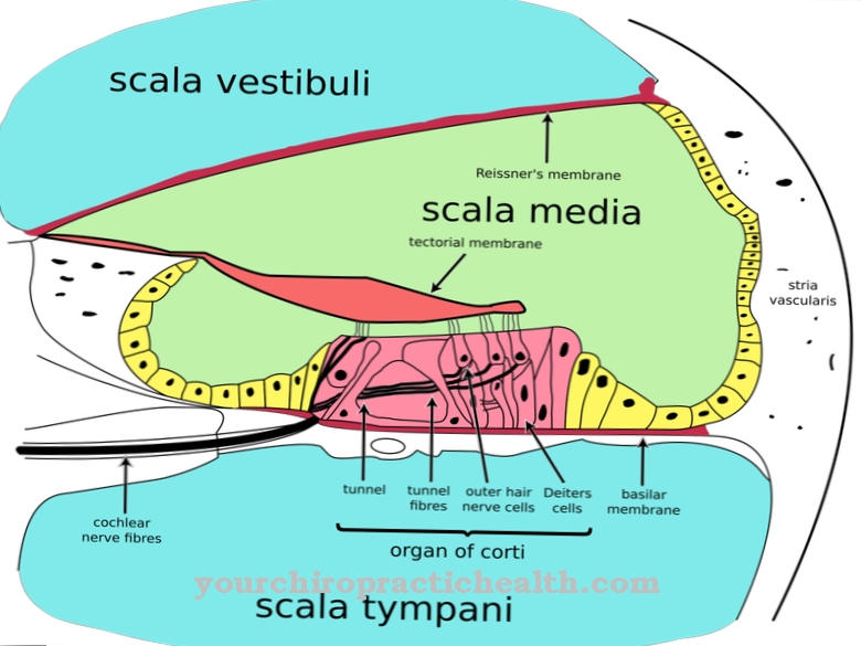 Organ of Corti