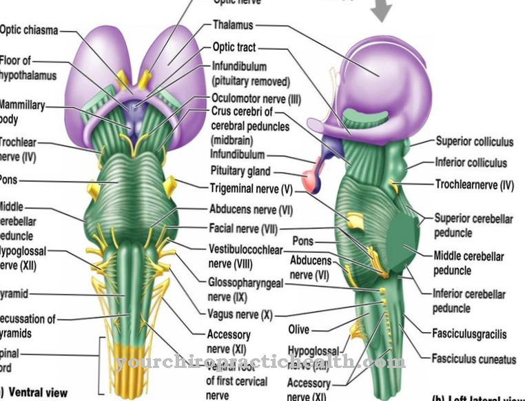 Crura cerebri