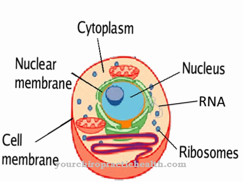 Cytoplasma