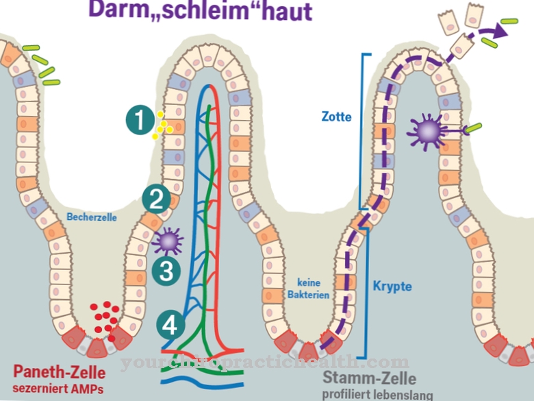 Intestinal lining