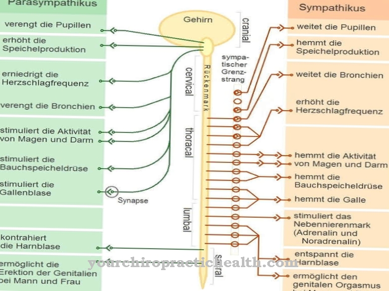 Stretch receptors