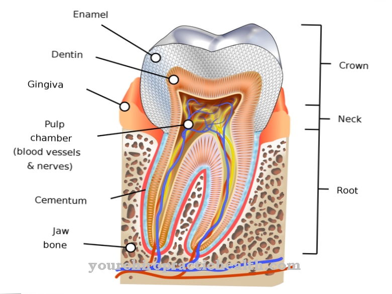 Dentine