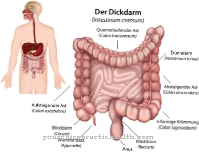 Large intestine