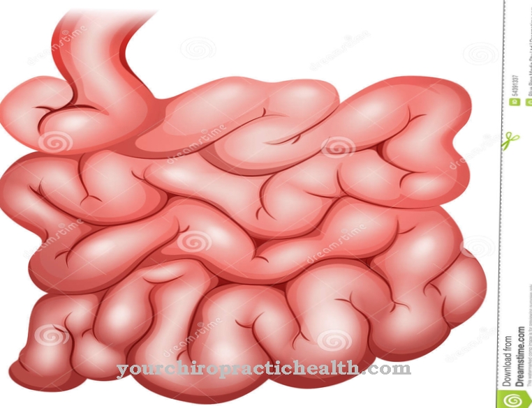 Small intestine