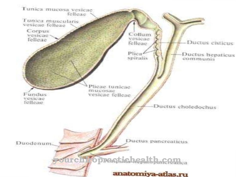 Common bile duct