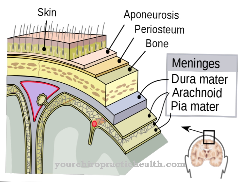 Dura mater